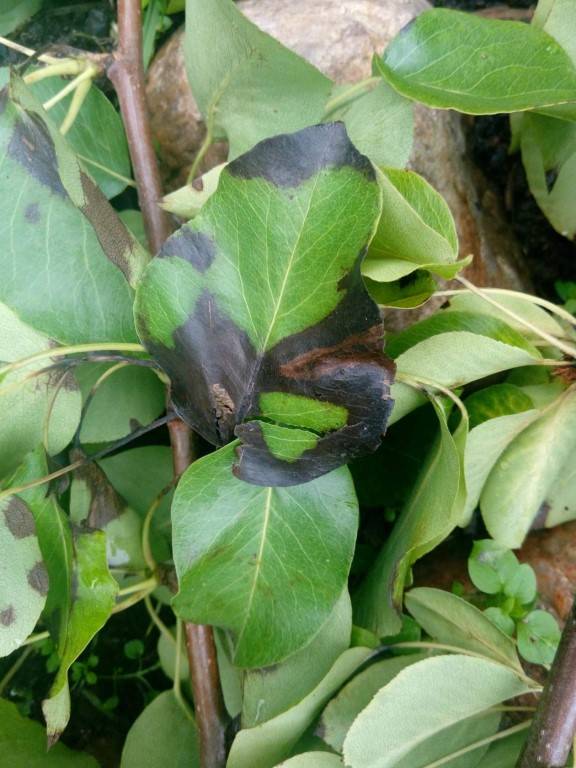 Листья груши чернеют и скручиваются в трубочку — как лечить и чем обработать