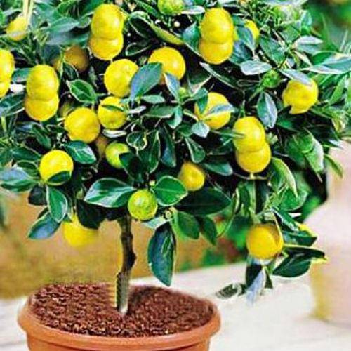 Как правильно ухаживать за павловским лимоном