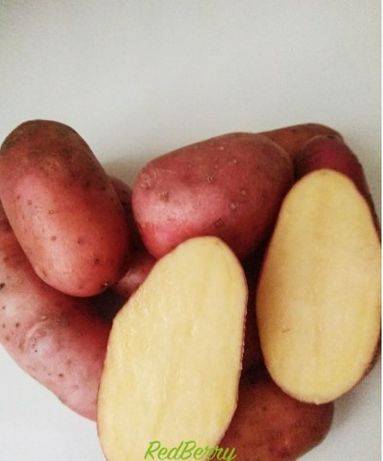Красные сорта картофеля (с красной или розовой кожурой, глазками): описания и фото