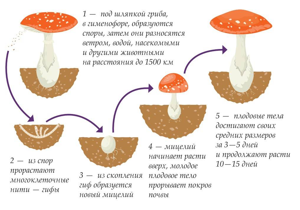 Какой тип питания характерен для мухомора пантерного изображенного на рисунке 1 обоснуйте свой ответ