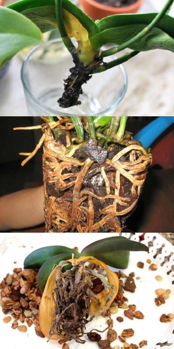 Как оживить орхидею в домашних условиях пошаговое фото