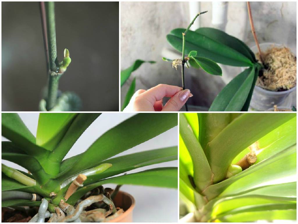 Как вырастить орхидею из корня: где взять фрагмент и как посадить orchidfan.ru