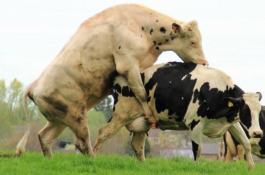 Почему быки едят землю: причины, что делать