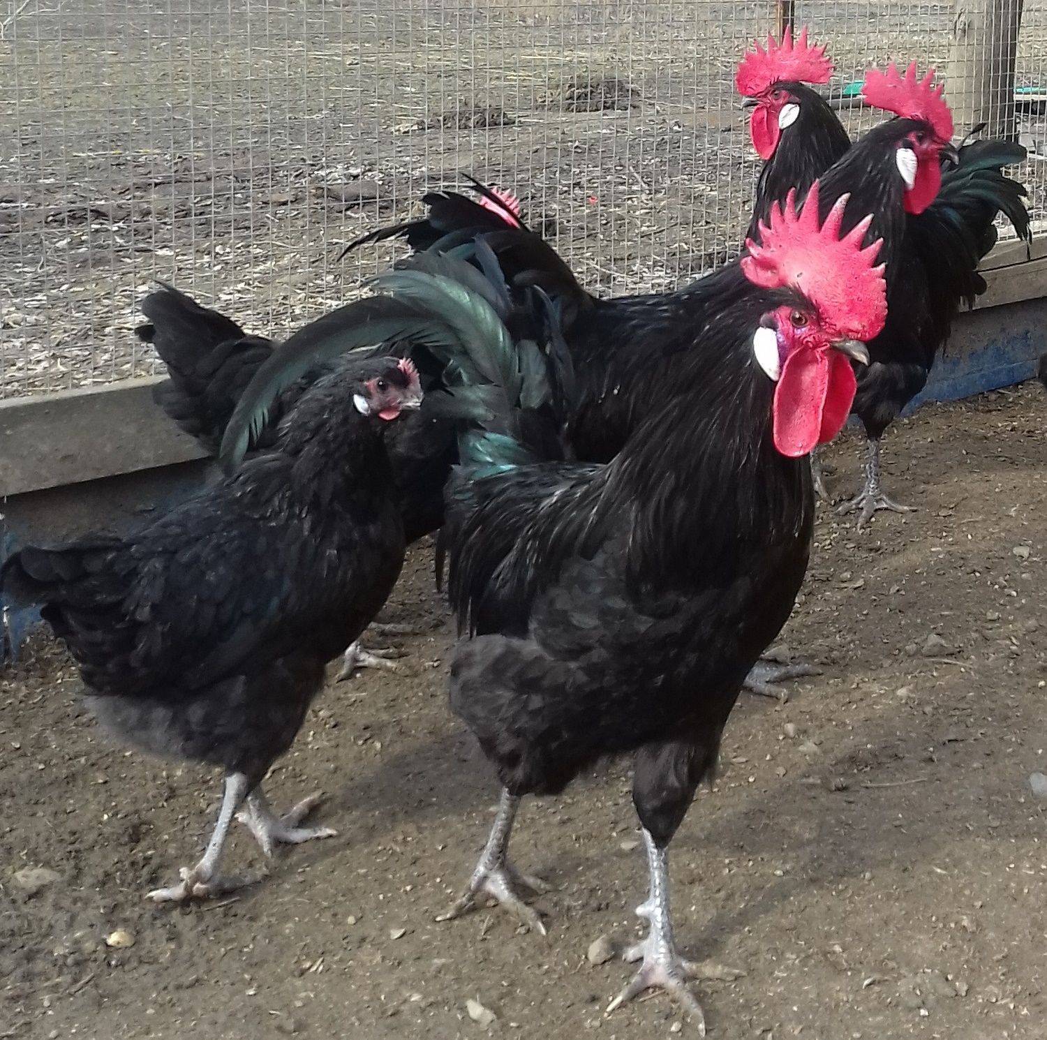 О породе кур барбезье: описание и характеристика, как отличить пол цыпленка