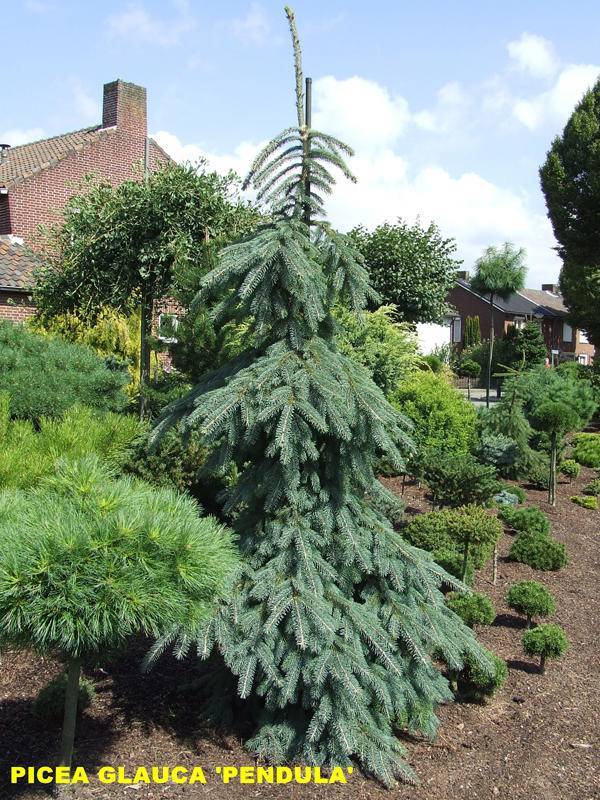 Picea glauca pendula фото