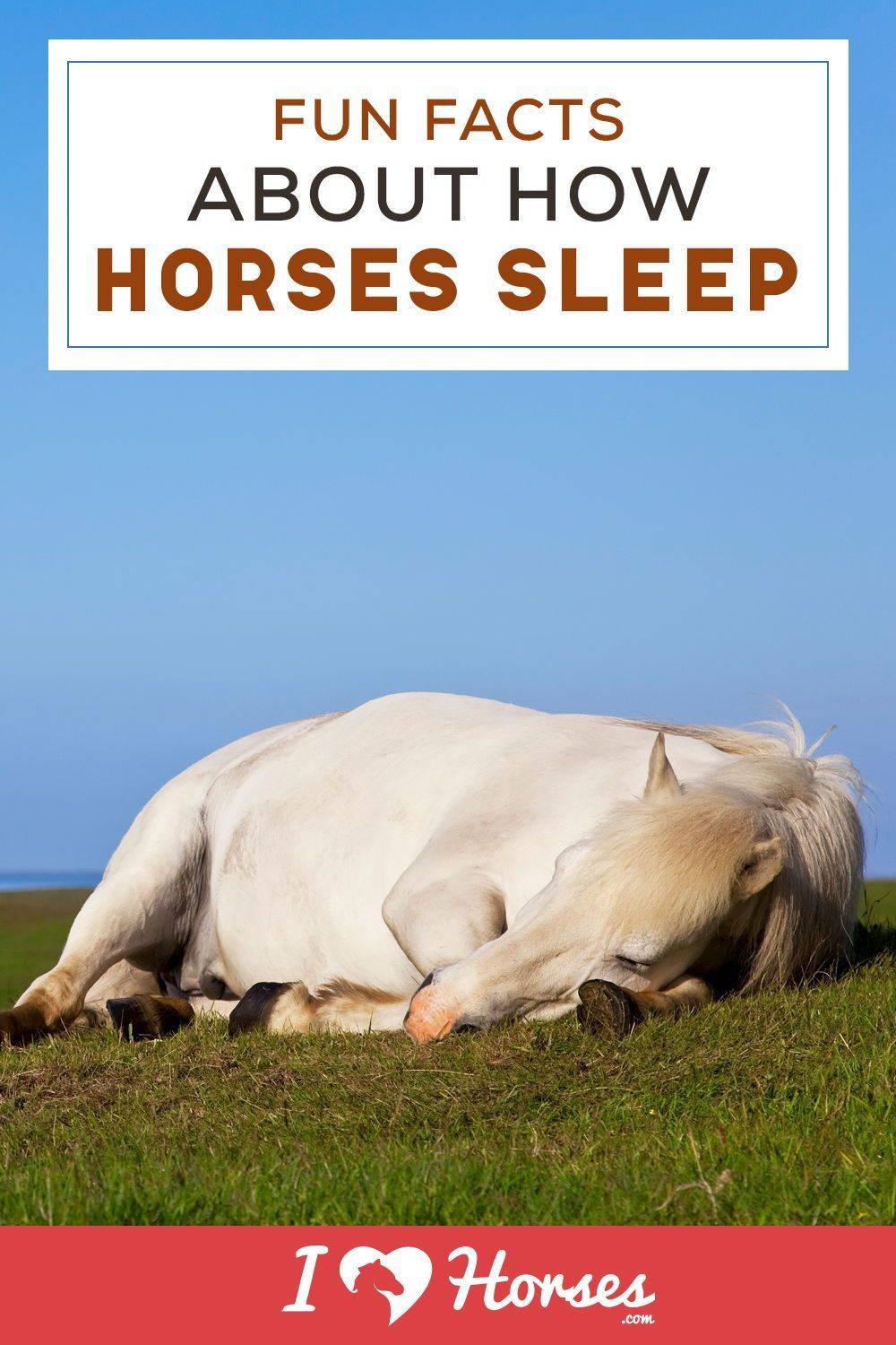 Как спят лошади: стоя или лежа - узнаем все секреты