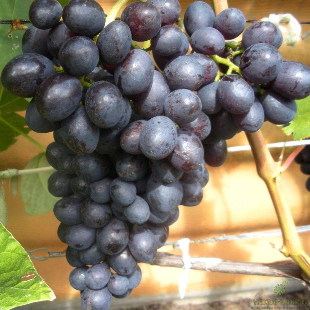 Краса никополя сорт винограда