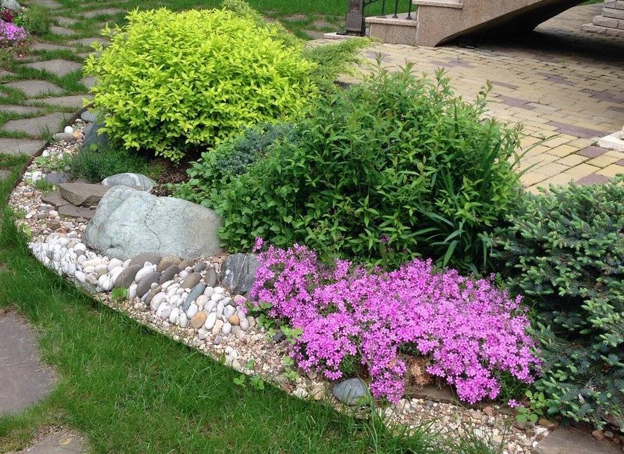 Барвинок в ландшафтном дизайне: фото цветов на клумбе, сочетания в саду