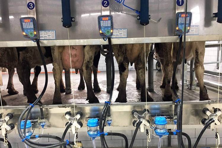 Доильный аппарат доюшка для коров: инструкция по применению, отзывы про миасский завод оборудования