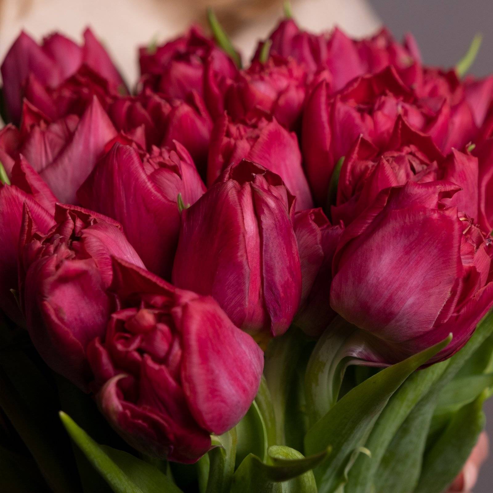 Тюльпаны пионовидные – выращиваем роскошные цветы