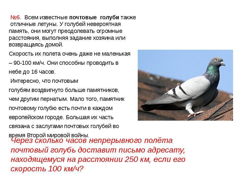 Почтовые голуби (породы, способ выращивания и дрессировки) и принцип работы голубиной почты: история и наши дни | 7kyr.ru