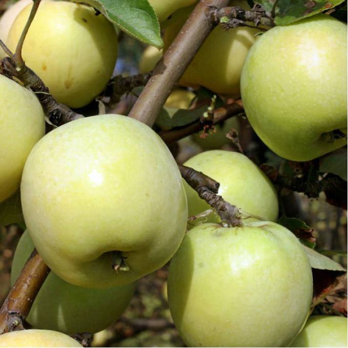 Сорт яблони антоновка обыкновенная – описание, морозостойкость, фото, отзывы