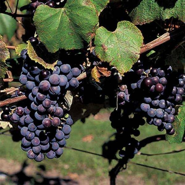 Зимостойкие американские сорта винограда
