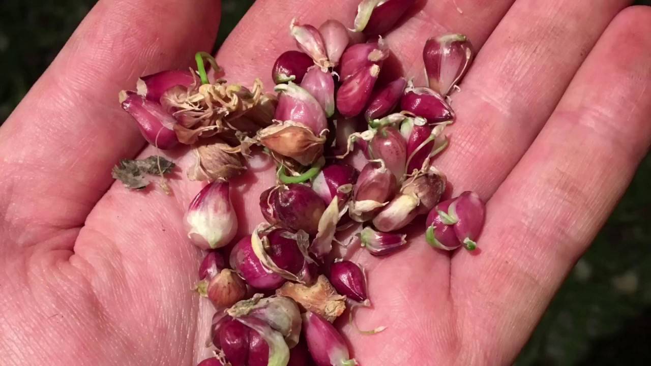Выращивание чеснока из бульбочек: описание и плюсы метода