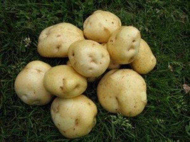 Российские сорта картофеля: фото, описания • удачный проект