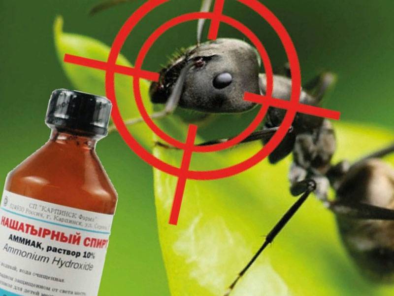 Как избавиться от муравьев в теплице. какие меры борьбы помогут избавиться от вредителей :: syl.ru