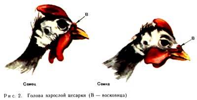 Как отличить цесарку от цесаря у молодняка фото