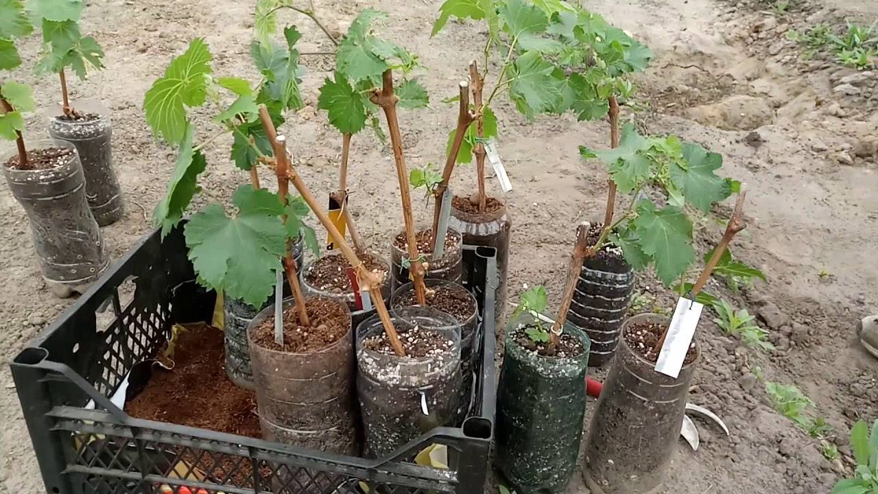 Как правильно сажать виноград: сроки и схемы посадки саженцев