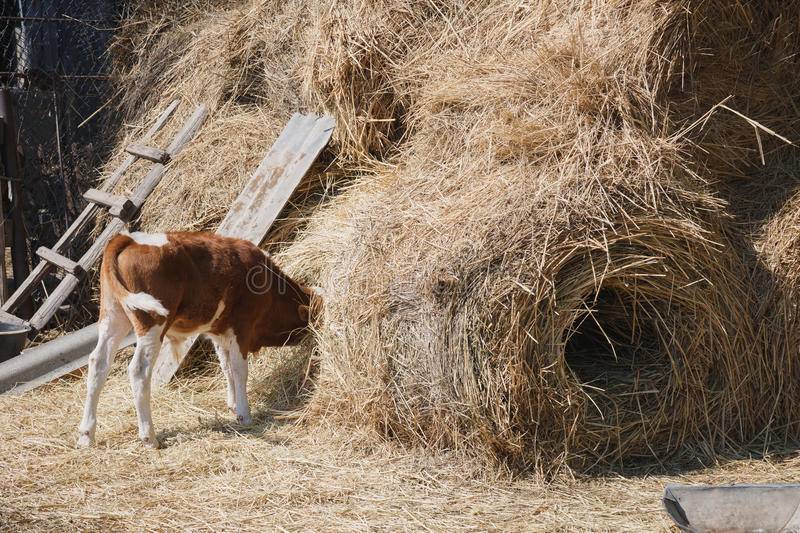 Корова после отела плохо ест сено: что делать и в чем причина, лечение