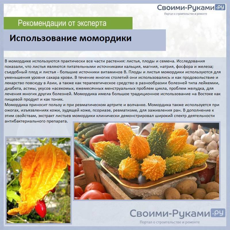 Горький огурец или момордика харанция как приготовить