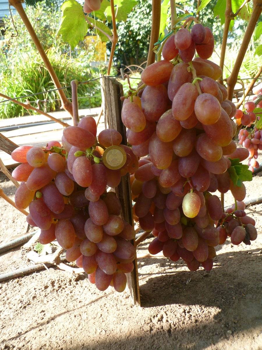 Кинельский виноград лучшие сорта дом и сад