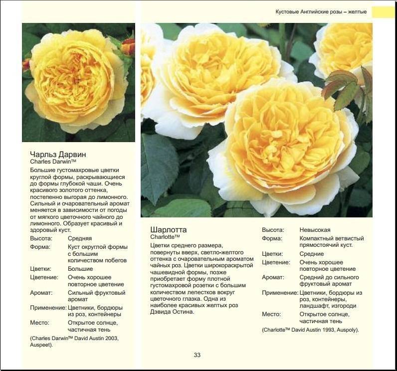 Срезочные розы остина каталог сортов фото