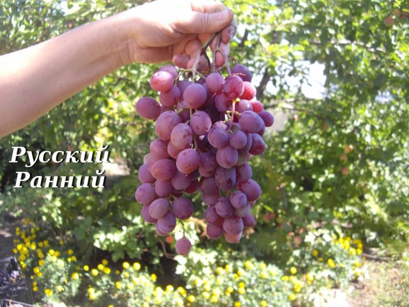 Виноград русский ранний: описание сорта с фото, его особенности и характеристик