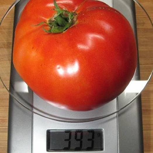 Замечательный гибрид для выращивания в открытом грунте — сажаем томат «жонглер f1»