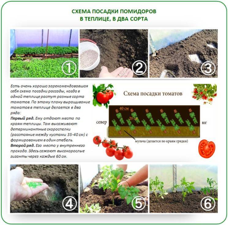 Как сажать помидоры в открытый грунт рассадой на каком расстоянии фото