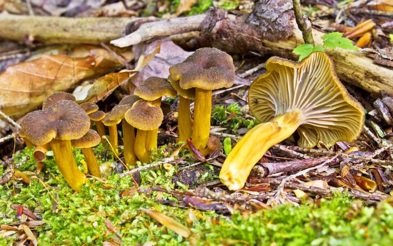 Черные грибы лисички: описание с фото и рецепты приготовления