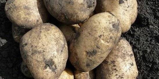 Неприхотливый картофель сорта алладин. описание, фото и правила выращивания