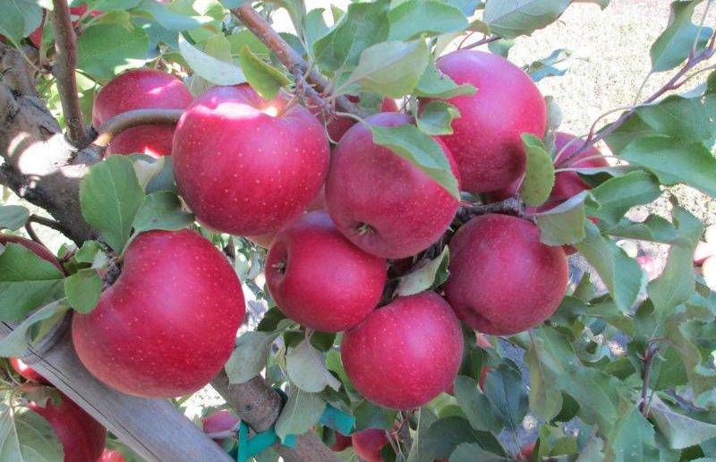 Яблоня осенняя радость: описание сорта, фото, посадка и отзывы