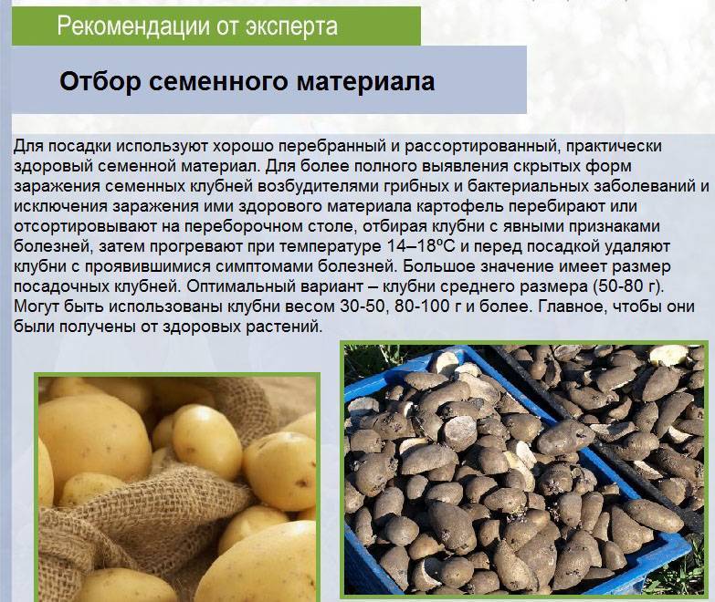 Хороший семенной материал картофеля — щедрый урожай