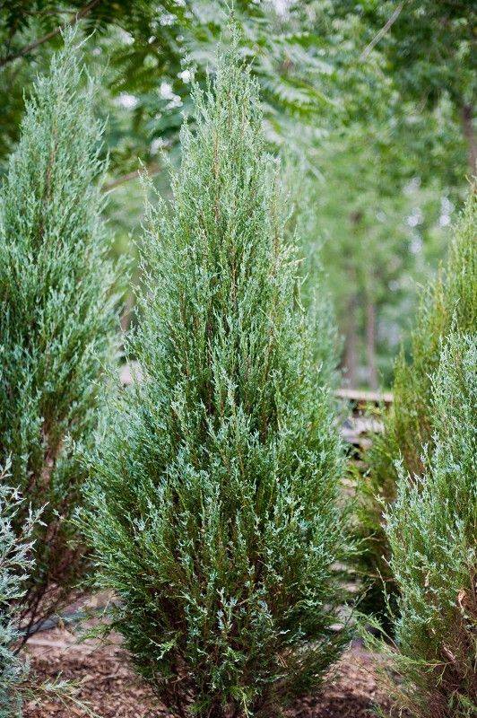Можжевельник виргинский (juniperus virginiana): канаэрти, глаука, блю, голден спринг, сорта, размеры, посадка и уход