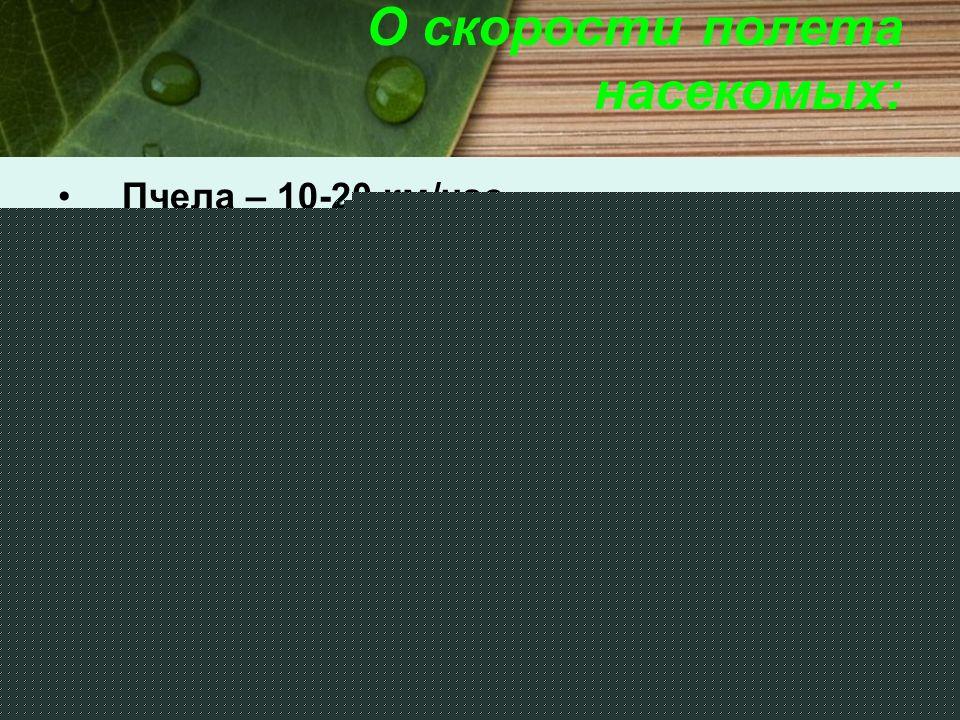 Пчела: фото + интересные факты