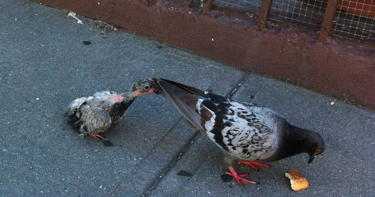 Фото маленьких голубей птенцов