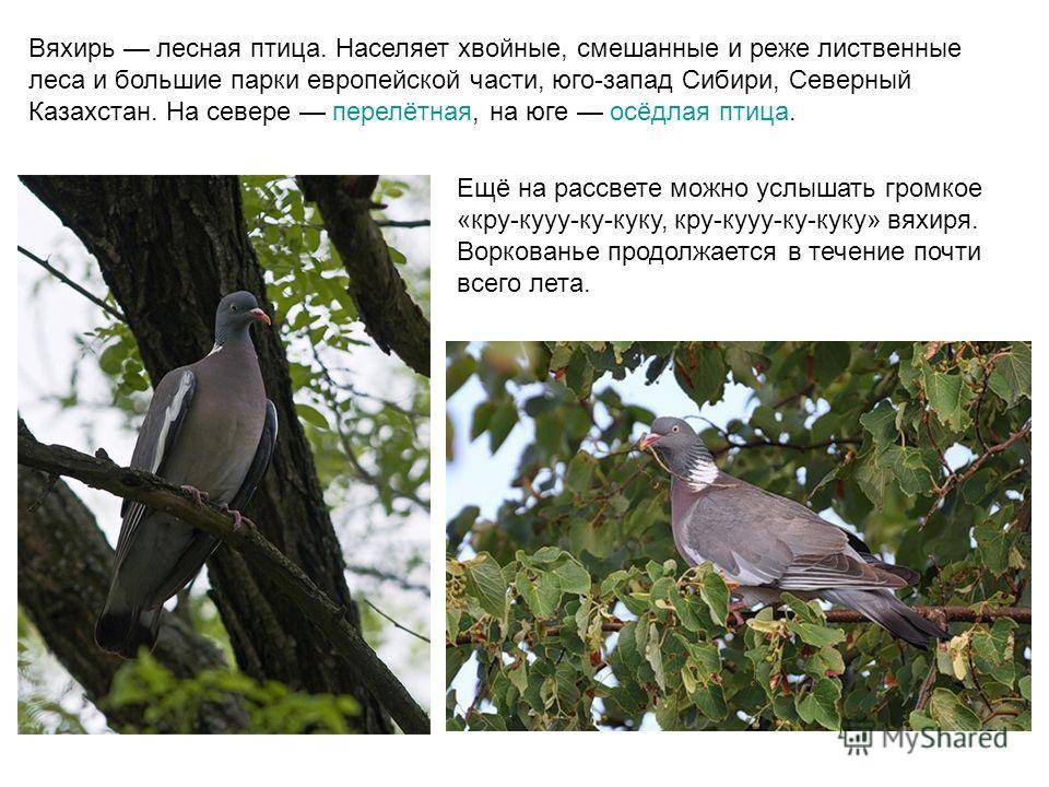 Лесные голуби | описания и фото животных