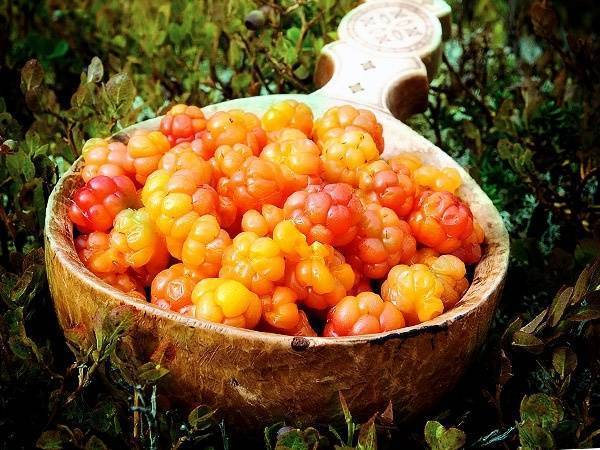 Где растет морошка в какой природной зоне в каких областях россии сроки созревания и места сбора ягоды