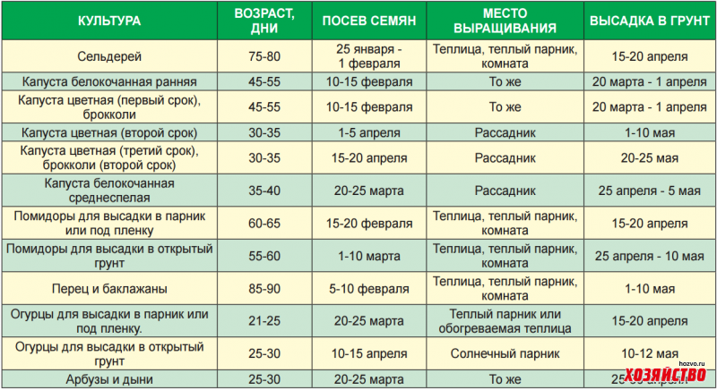 Когда сеять ранние помидоры на рассаду