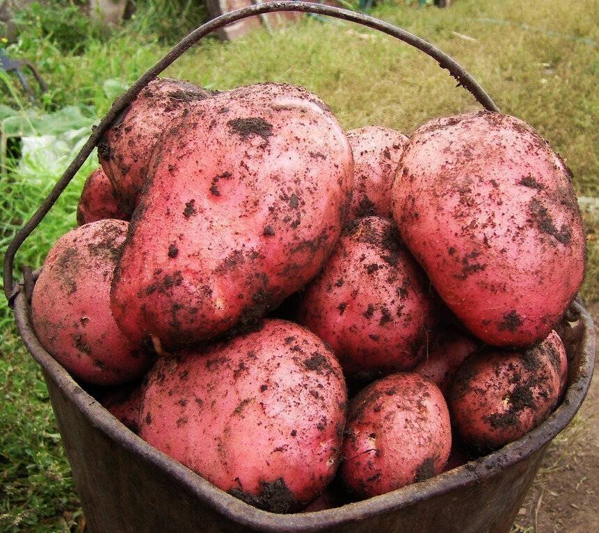 Картофель ред скарлет: описание и характеристика сорта, как выращивать в домашних условиях