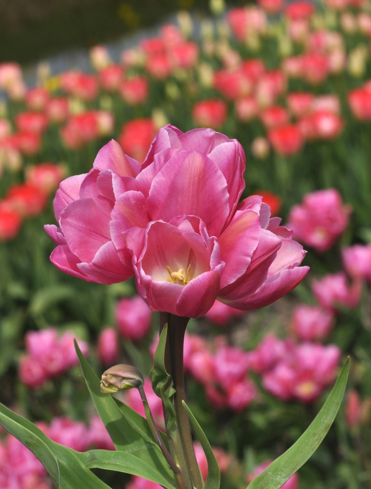 Кустовые тюльпаны (многоцветковые): сорта акилла, виннипег, аннелинда уайт, квебек, описание, фото