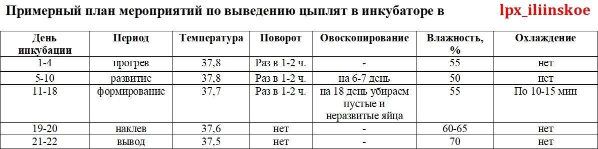 Схема инкубации индюшиных яиц в домашних условиях