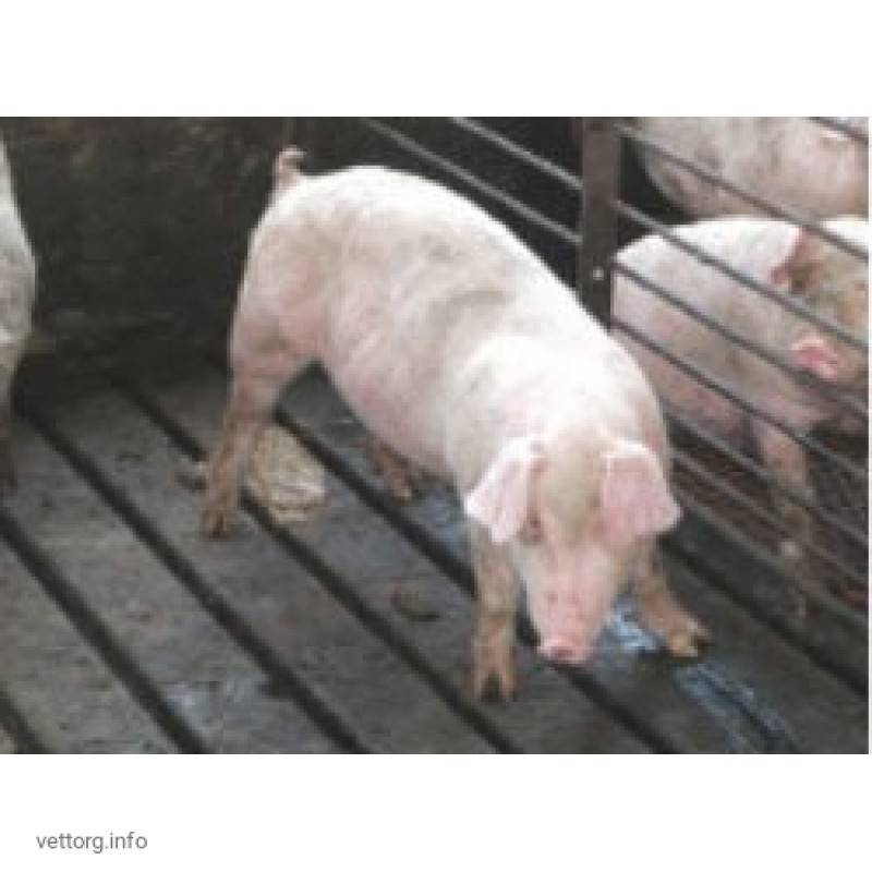 Заболевания свиней: грипп, пневмония, воспаление дыхательных путей – всё о мини пигах