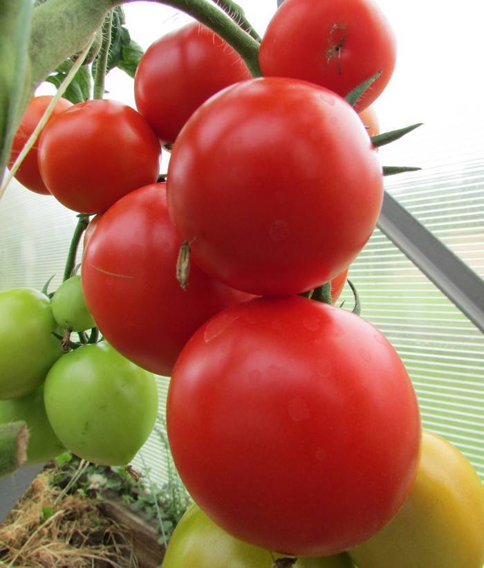 Сорт томата видимо-невидимо: характеристика и описание, фото, урожайность, особенности выращивания и ухода, видео