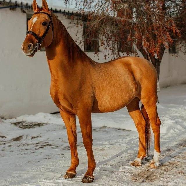 Донская лошадь: характеристика, фото, масти, отзывы