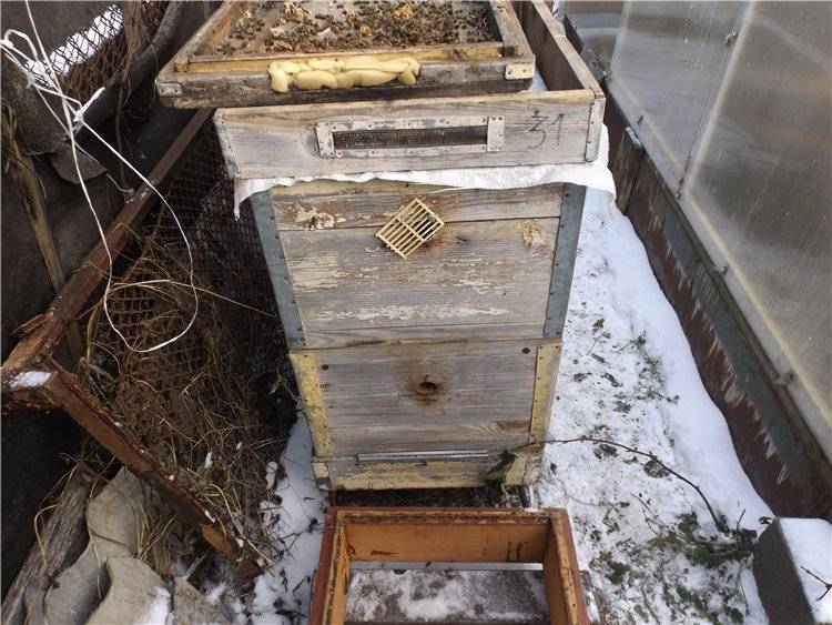 Строительство пчелопавильона в домашних условиях с помощью наглядных чертежей и советов опытных пчеловодов