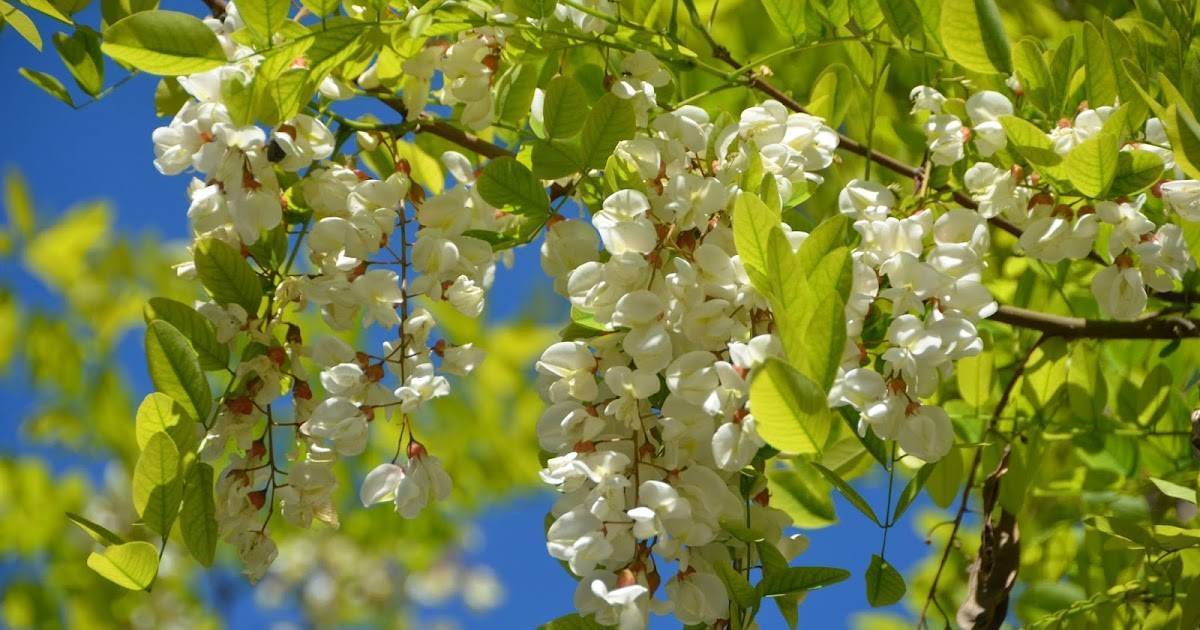 ᐉ растения-медоносы: травы, кустарники и цветы – список - roza-zanoza.ru
