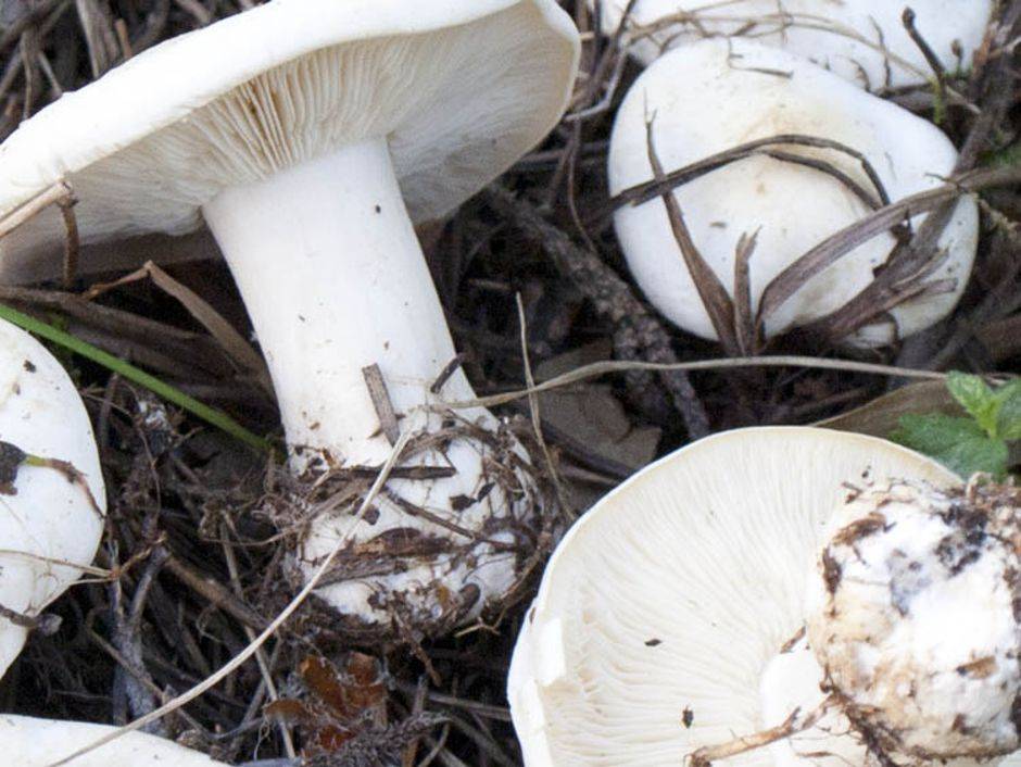 Белый майский гриб фото и описание