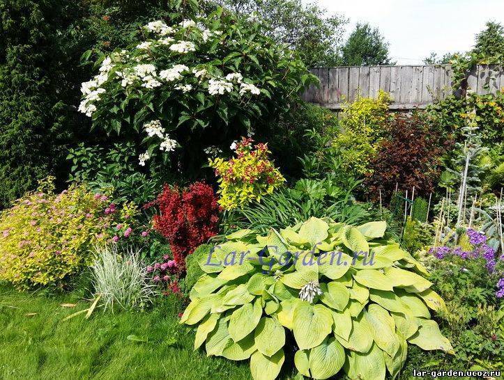 Гортензия садовая: посадка и уход в открытом грунте, зимовка, размножение, фото