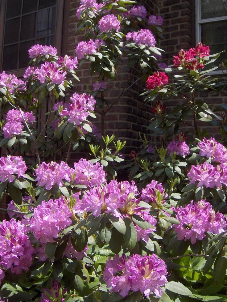 Как правильно ухаживать за рододендроном в саду весной, летом и осенью?